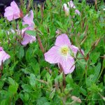 Oenothera speciosa 'Siskiyou'
