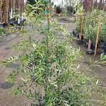 Olea europaea 'Arbequina'