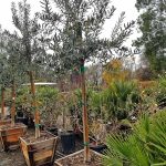 Olea europaea 'Arizona' STD