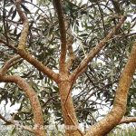 Olea europaea 'Arizona'