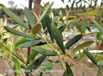 Olea europaea 'Frantoio'