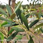 Olea europaea 'Frantoio'