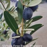 Olea europaea 'Leccino'