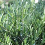 Olea europaea 'Little Ollie'