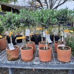 Olea europaea 'Little Ollie' TOPIARY