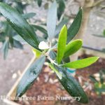 Olea europaea 'Lucca'