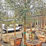 Olea europaea 'Majestic Beauty' STD