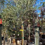 Olea europaea 'Modesto Fruitless' STD