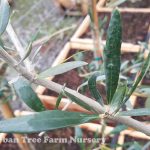 Olea europaea 'Pendolino'