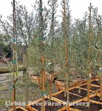 Olea europaea 'Pendolino' - Image 2