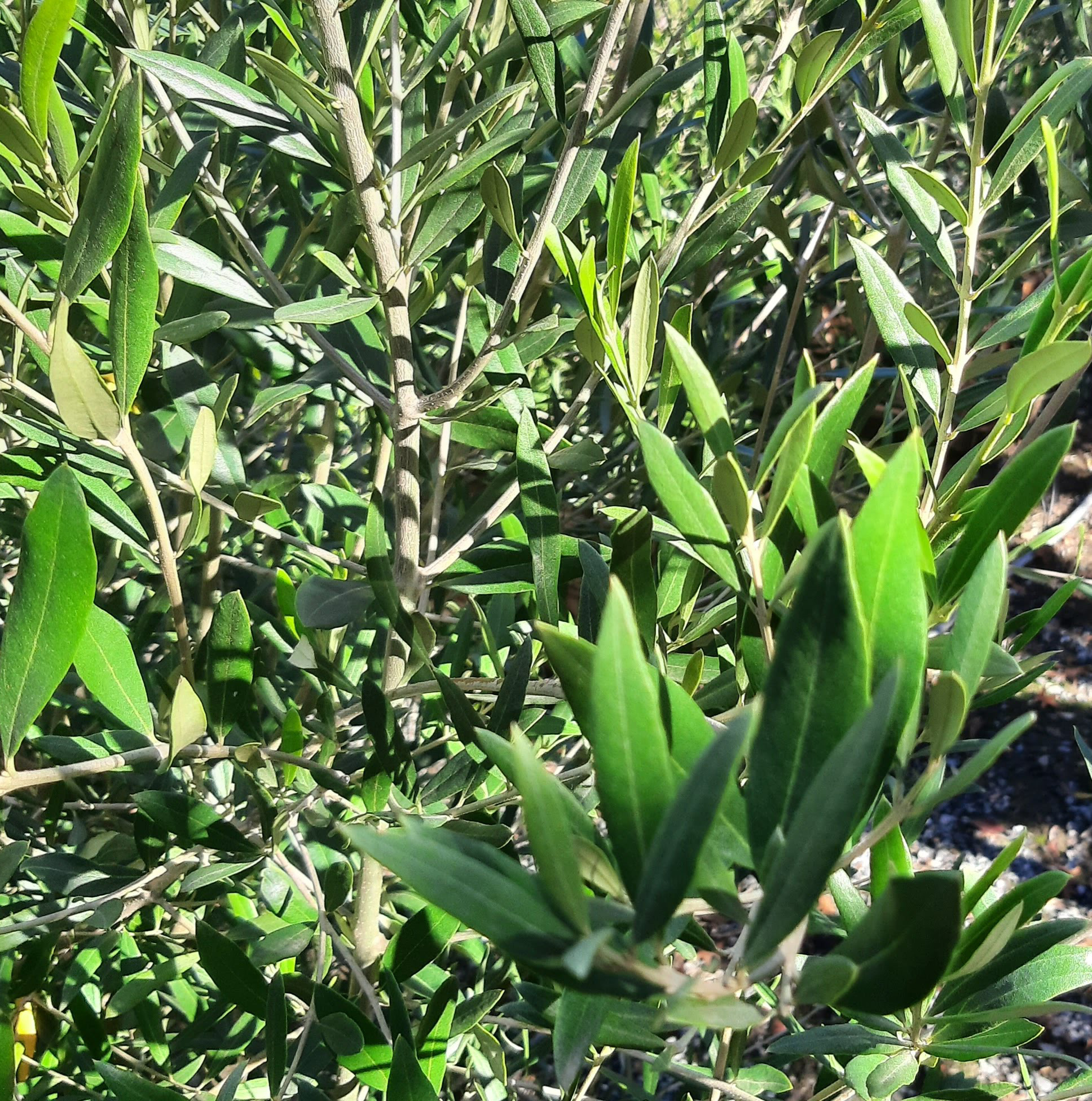 Olea-europa-Ponto-Wilsoni-STD-a Olea europaea 'Ponto Wilsoni' STD - Image 1
