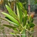 Olea europaea 'Ponto Wilsoni'