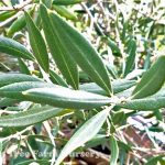 Olea europaea 'Swan Hill'