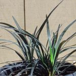 Ophiopogon planiscapus 'Nigrescens'