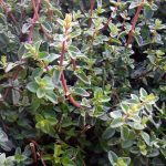 Origanum microphyllum hybrid