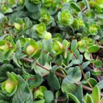 Origanum rotundifolium 'Barbara Tingey'