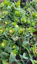 Origanum rotundifolium 'Barbara Tingey'