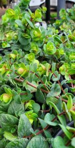 Origanum rotundifolium 'Barbara Tingey' - Image 2