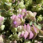 Origanum rotundifolium 'Kent Beauty'
