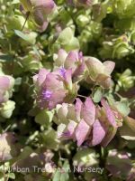 Origanum rotundifolium 'Kent Beauty'