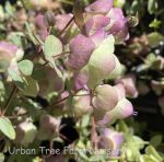 Origanum rotundifolium 'Kent Beauty' - Image 2