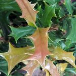 Osmanthus heterophyllus