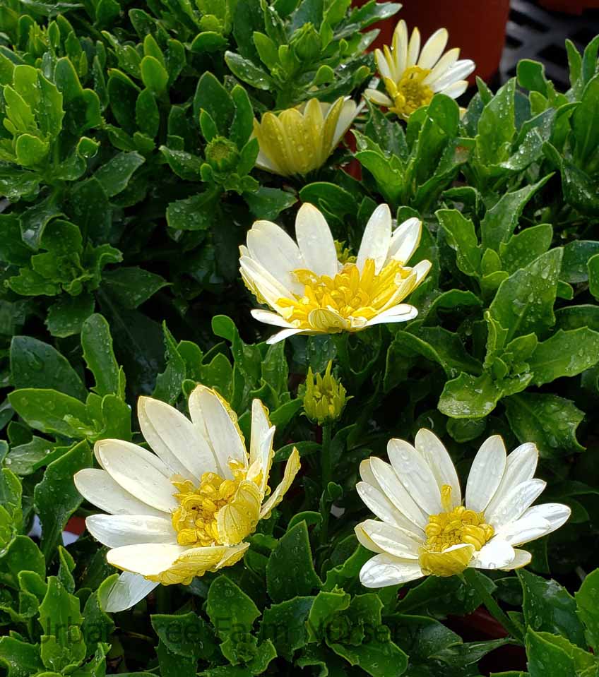 Osteospermum-4D-Lemon-Ice Osteospermum '4D Lemon Ice' - Image 1