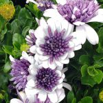 Osteospermum '4D Violet Ice'