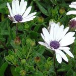 Osteospermum 'Blue Eye'