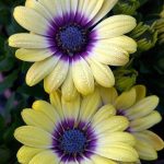 Osteospermum 'Blue Eyed Beauty'