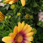 Osteospermum 'Blushing Beauty'