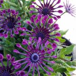 Osteospermum 'FlowerPower Spider Purple'