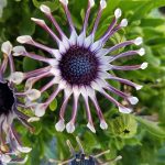 Osteospermum 'FlowerPower Spider White'