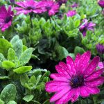 Osteospermum 'Serenity Dark Purple'