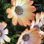 Osteospermum 'Serenity Peach Magic'