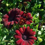 Osteospermum 'Serenity Red'