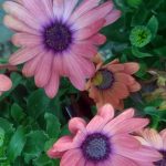 Osteospermum 'Serenity Rose Magic'