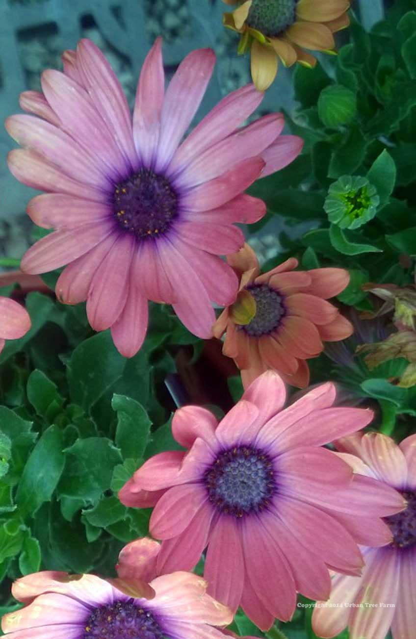 Osteospermum-Serenity-Rose-Magic Osteospermum 'Serenity Rose Magic' - Image 1