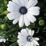 Osteospermum 'Serenity White Improved'