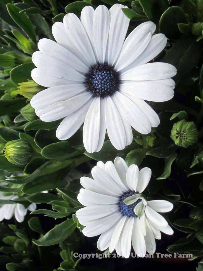 Osteospermum-Serenity-White-Improved Osteospermum 'Serenity White Improved' - Image 1