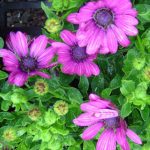 Osteospermum 'Soprano Purple'
