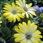 Osteospermum 'Symphony Lemon'