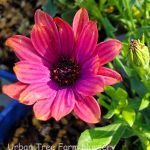 Osteospermum 'Zion Copper Amethyst'