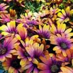 Osteospermum 'Zion Purple Sun'