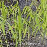 Otatea acuminata aztecorum