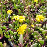 Othonna capensis 'Little Pickles'