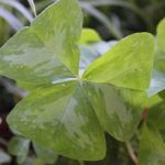 Oxalis 'Charmed Jade'