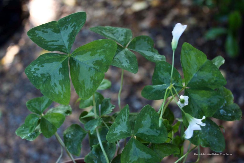 Oxalis 'Charmed Jade' | Urban Tree Farm Nursery
