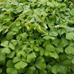 Oxalis crassipes 'White Pillow'