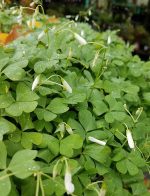 Oxalis crassipes 'White Pillow' - Image 3
